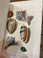 【インゼル文庫158番】海の貝殻の小さな本　Das kleine Buch der Meereswunder. Muscheln und Schnecken. Kolorierte Stiche von Franz Michael Regenfuss. Geleitwort von Friedrich Schnack. [Insel-Bucherei Nr. 158]