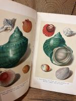 【インゼル文庫158番】海の貝殻の小さな本　Das kleine Buch der Meereswunder. Muscheln und Schnecken. Kolorierte Stiche von Franz Michael Regenfuss. Geleitwort von Friedrich Schnack. [Insel-Bucherei Nr. 158]