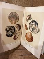 【インゼル文庫158番】海の貝殻の小さな本　Das kleine Buch der Meereswunder. Muscheln und Schnecken. Kolorierte Stiche von Franz Michael Regenfuss. Geleitwort von Friedrich Schnack. [Insel-Bucherei Nr. 158]