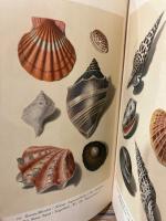 【インゼル文庫158番】海の貝殻の小さな本　Das kleine Buch der Meereswunder. Muscheln und Schnecken. Kolorierte Stiche von Franz Michael Regenfuss. Geleitwort von Friedrich Schnack. [Insel-Bucherei Nr. 158]
