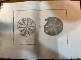 （仏）ラ・ペルーズ伯 ジャン・フランソワード・ガローの探検記より　プレヴォス画 銅板画 北米ウニ属 Atas du voyage de la parouse Gros Oursin de la Cote du N.o. de l'amerique.