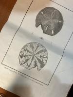 （仏）ラ・ペルーズ伯 ジャン・フランソワード・ガローの探検記より　プレヴォス画 銅板画 北米ウニ属 Atas du voyage de la parouse Gros Oursin de la Cote du N.o. de l'amerique.