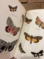 【インゼル文庫226番】　Das kleine Buch der Nachtfalter. Kolorierte Stiche von Jakob Hubner. Geleitwort von Friedrich Schnack.   [Insel-Bucherei Nr. 226]