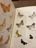 【インゼル文庫226番】　Das kleine Buch der Nachtfalter. Kolorierte Stiche von Jakob Hubner. Geleitwort von Friedrich Schnack.   [Insel-Bucherei Nr. 226]