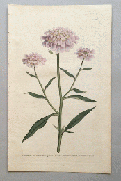 『ボタニカル・マガジン』よりアブラナ科の花の図譜（1790年　銅版画）
