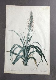 ルドゥーテ『ユリ科植物図譜』からの一葉（スティップル版画）