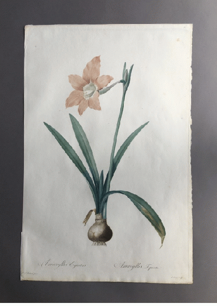 ルドゥーテ『ユリ科植物図譜』からの一葉（スティップル版画