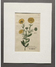 植物図譜カレンデュラ（銅版画）