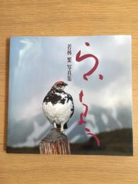 らいちょう : 厳しい自然の中に生きる立山の雷鳥 若林繁写真集