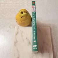 シネフィルに捧ぐ「マルメロの陽光('92スペイン)」ヴィクトル・エリセ監督1992作品