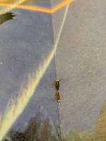 怪獣大戦争　キングギドラ対ゴジラ　東宝チャンピオンまつり　　映画パンフレット