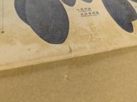 モーラ　(大正6年3月号)