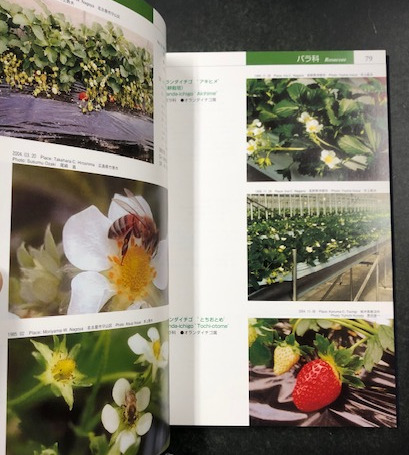 日本の蜜源植物 社団法人日本養蜂はちみつ協会 日本の蜜源植物 The Honeybee Plants of Japan / 古本、中古本、古書籍