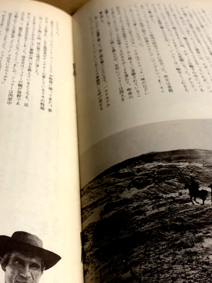 真昼の一匹狼 映画パンフレット / 海星堂書店 南店 / 古本、中古