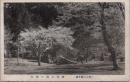 1000035■戦前 絵葉書■岐阜県 郡上八幡名勝 愛宕公園の桜花