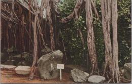 1000066■戦前 絵葉書■沖縄風景　熱帯樹ガジマル★植物