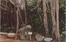 1000066■戦前 絵葉書■沖縄風景　熱帯樹ガジマル★植物