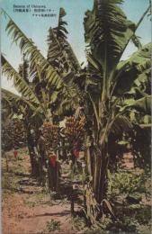 1000072■戦前 絵葉書■沖縄風景　熱帯樹バナナ