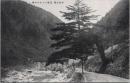 1000103■戦前 絵葉書■岐阜県 中山七里　三原トンネルの樅