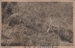 1000284■戦前 絵葉書■岐阜県 美濃恵那静波名木 枝垂栗 シミ