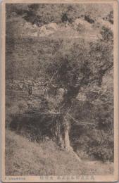 1000285■戦前 絵葉書■岐阜県 美濃恵那静波名木 夫婦穢