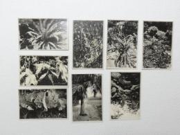 1000347■戦前 絵葉書■花★青島おほたにわたり★はまうど★あをのくまたけらん★ひぎり★びらう★はまおうと★きんぎんなすび★くわずいも★写真版 8枚