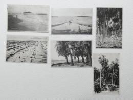 1000349■戦前 絵葉書■日向　青島神社ビラウ樹 日向青島全景 洗濯板 樹林 青島村 港 公園松林 びらう樹 6枚 ピン穴