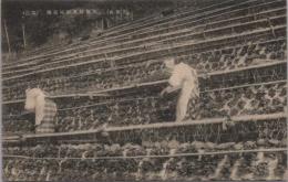 1000385■戦前 絵葉書■静岡県 久能山 久能特産石垣苺畑(女性2人 割烹着)