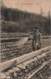 1000386■戦前 絵葉書■静岡県 久能山 久能特産石垣苺畑