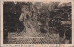 1000388■戦前 絵葉書■熱田公園の古樟 エンタイア