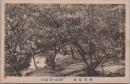 1000432■戦前 絵葉書■静岡　熱海梅園