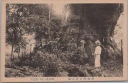 1000437■戦前 絵葉書■静岡 熱海木の宮大楠（巨木 男性)