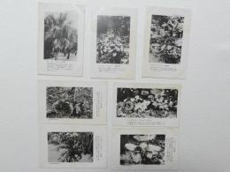 1000440■戦前 絵葉書■青島 ビロウ　ひぎり  ごうぎり あをのくまたけらん はまゆふ くはずいも わんじゅ むさしあぶみ 7枚(植物）