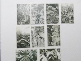 1000479■戦前 絵葉書■日向の青島 熱帯植物　ひぎり　はまなたまめ ばなな くわずいも　おほたにはたり　あをのくまたけらん　はまうご　きんぎんなすび　はまおもご 9枚