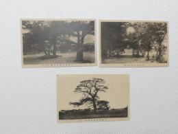 1000491■戦前 絵葉書■伊勢香良洲浦公園 紅葉 松 3枚