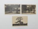 1000491■戦前 絵葉書■伊勢香良洲浦公園 紅葉 松 3枚