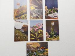1000492■戦前 絵葉書■日光高山植物 くつまゆり　みやまさくそう こまぐさ にぼうちどり くやくなざ 御花畑 つるりんどう 7枚