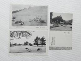 1000521■戦前 絵葉書■宮崎県 青島神社 若草山 飛火野(建物　鹿) 3枚