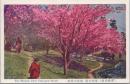 1000732■戦前 絵葉書■香川県　讃岐高松　栗林公園 桜花の満開