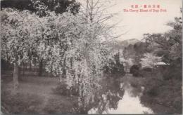 1000778■戦前 絵葉書■愛媛 道御公園の桜花