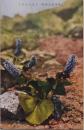 1000793■戦前 絵葉書■栃木　日光高山植物 うるつぶさう　