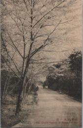 1000814■戦前 絵葉書■三重県　尾鷲新道の桜