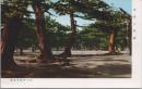1000827■戦前 絵葉書■香川県　津田の松原