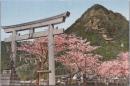 1000828■戦前 絵葉書■滋賀県 太郎坊宮　阿賀神社（桜　鳥居 山)