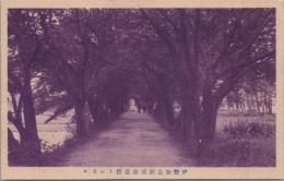 1000861■戦前 絵葉書■三重県 伊勢加良洲浦街道桜トンネル