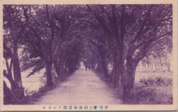 1000879■戦前 絵葉書■伊勢　香良洲浦街道桜トンネル