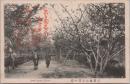 1000912■戦前 絵葉書■京都嵐山公園の桜