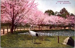 1001129■戦前 絵葉書■岡山後楽園　桜林　岡山城　鶴