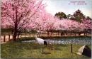 1001129■戦前 絵葉書■岡山後楽園　桜林　岡山城　鶴