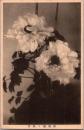 1001222■戦前 絵葉書■長崎 長崎市 富貴楼の牡丹（花)　